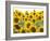 Sunflowers, Colorado, USA-Terry Eggers-Framed Photographic Print