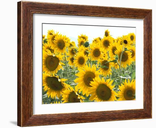 Sunflowers, Colorado, USA-Terry Eggers-Framed Photographic Print