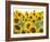 Sunflowers, Colorado, USA-Terry Eggers-Framed Photographic Print