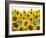 Sunflowers, Colorado, USA-Terry Eggers-Framed Photographic Print