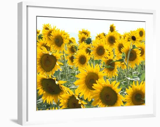 Sunflowers, Colorado, USA-Terry Eggers-Framed Photographic Print