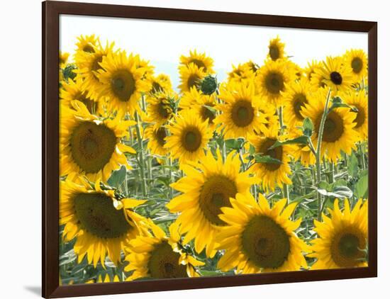 Sunflowers, Colorado, USA-Terry Eggers-Framed Photographic Print