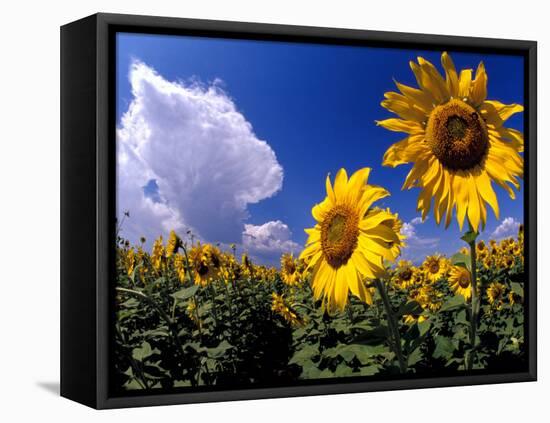 Sunflowers, Colorado, USA-Terry Eggers-Framed Premier Image Canvas