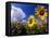 Sunflowers, Colorado, USA-Terry Eggers-Framed Premier Image Canvas