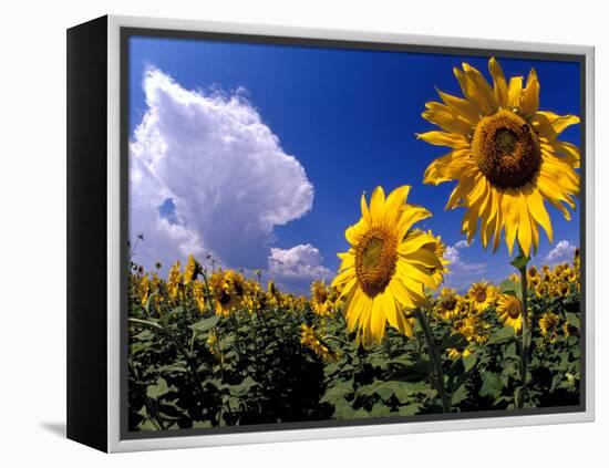 Sunflowers, Colorado, USA-Terry Eggers-Framed Premier Image Canvas