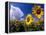 Sunflowers, Colorado, USA-Terry Eggers-Framed Premier Image Canvas