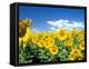 Sunflowers, Colorado, USA-Terry Eggers-Framed Premier Image Canvas