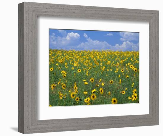 Sunflowers, Colorado, USA-Terry Eggers-Framed Photographic Print