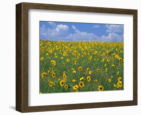 Sunflowers, Colorado, USA-Terry Eggers-Framed Photographic Print