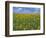 Sunflowers, Colorado, USA-Terry Eggers-Framed Photographic Print