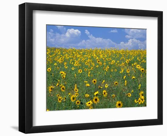 Sunflowers, Colorado, USA-Terry Eggers-Framed Photographic Print