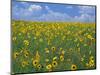 Sunflowers, Colorado, USA-Terry Eggers-Mounted Photographic Print