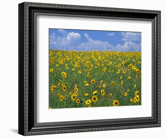 Sunflowers, Colorado, USA-Terry Eggers-Framed Photographic Print