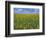 Sunflowers, Colorado, USA-Terry Eggers-Framed Photographic Print