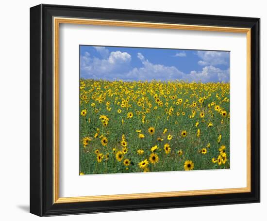 Sunflowers, Colorado, USA-Terry Eggers-Framed Photographic Print