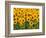 Sunflowers, Colorado, USA-Terry Eggers-Framed Photographic Print