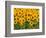 Sunflowers, Colorado, USA-Terry Eggers-Framed Photographic Print