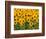 Sunflowers, Colorado, USA-Terry Eggers-Framed Photographic Print