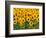 Sunflowers, Colorado, USA-Terry Eggers-Framed Photographic Print