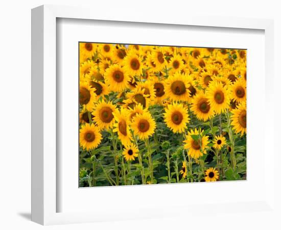 Sunflowers, Colorado, USA-Terry Eggers-Framed Photographic Print