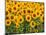 Sunflowers, Colorado, USA-Terry Eggers-Mounted Photographic Print