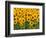 Sunflowers, Colorado, USA-Terry Eggers-Framed Photographic Print