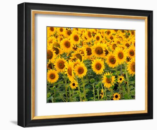 Sunflowers, Colorado, USA-Terry Eggers-Framed Photographic Print