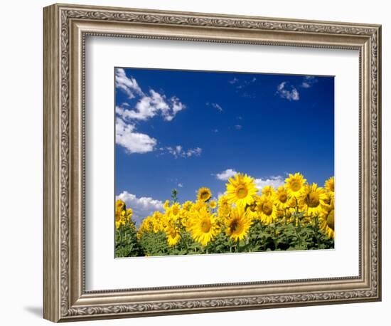 Sunflowers, Colorado, USA-Terry Eggers-Framed Photographic Print