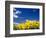 Sunflowers, Colorado, USA-Terry Eggers-Framed Photographic Print