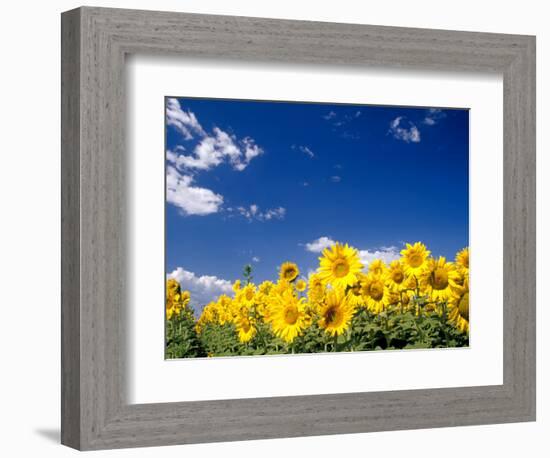 Sunflowers, Colorado, USA-Terry Eggers-Framed Photographic Print