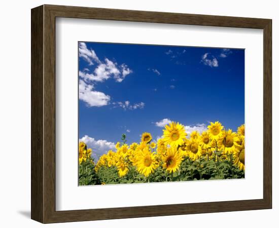 Sunflowers, Colorado, USA-Terry Eggers-Framed Photographic Print