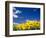 Sunflowers, Colorado, USA-Terry Eggers-Framed Photographic Print