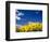 Sunflowers, Colorado, USA-Terry Eggers-Framed Photographic Print