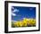 Sunflowers, Colorado, USA-Terry Eggers-Framed Photographic Print