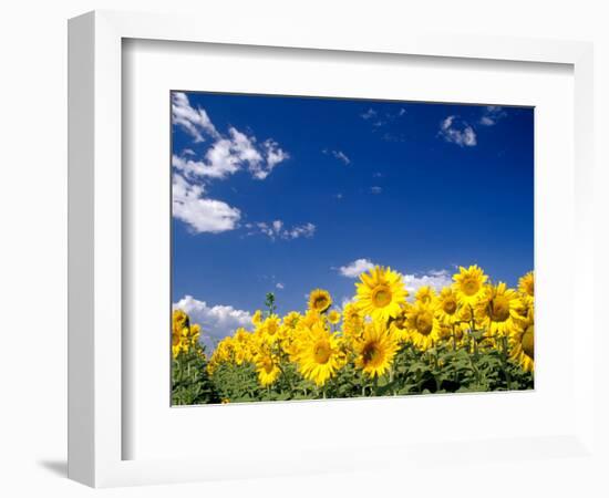 Sunflowers, Colorado, USA-Terry Eggers-Framed Photographic Print