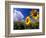 Sunflowers, Colorado, USA-Terry Eggers-Framed Photographic Print