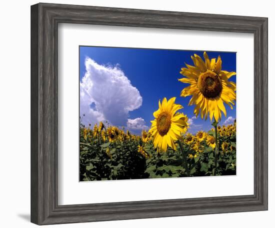 Sunflowers, Colorado, USA-Terry Eggers-Framed Photographic Print