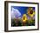 Sunflowers, Colorado, USA-Terry Eggers-Framed Photographic Print