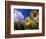 Sunflowers, Colorado, USA-Terry Eggers-Framed Photographic Print