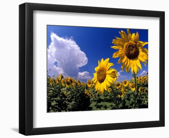 Sunflowers, Colorado, USA-Terry Eggers-Framed Photographic Print