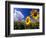 Sunflowers, Colorado, USA-Terry Eggers-Framed Photographic Print