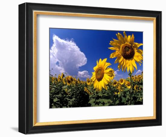 Sunflowers, Colorado, USA-Terry Eggers-Framed Photographic Print