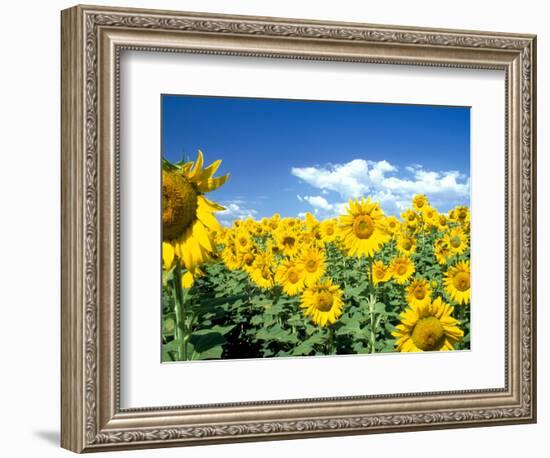 Sunflowers, Colorado, USA-Terry Eggers-Framed Photographic Print