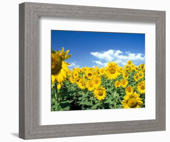 Sunflowers, Colorado, USA-Terry Eggers-Framed Photographic Print