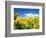 Sunflowers, Colorado, USA-Terry Eggers-Framed Photographic Print