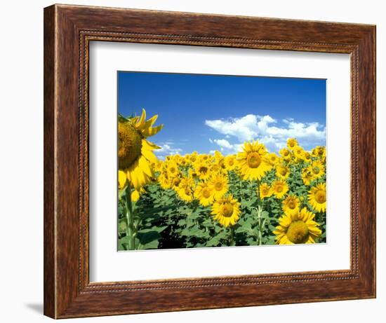 Sunflowers, Colorado, USA-Terry Eggers-Framed Photographic Print