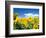 Sunflowers, Colorado, USA-Terry Eggers-Framed Photographic Print