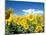 Sunflowers, Colorado, USA-Terry Eggers-Mounted Photographic Print