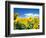 Sunflowers, Colorado, USA-Terry Eggers-Framed Photographic Print