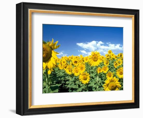 Sunflowers, Colorado, USA-Terry Eggers-Framed Photographic Print